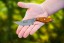  Lioness Rockies Edition's 1095 steel blade and ergonomic handle design.