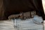 Silent Hero 4 Tanto